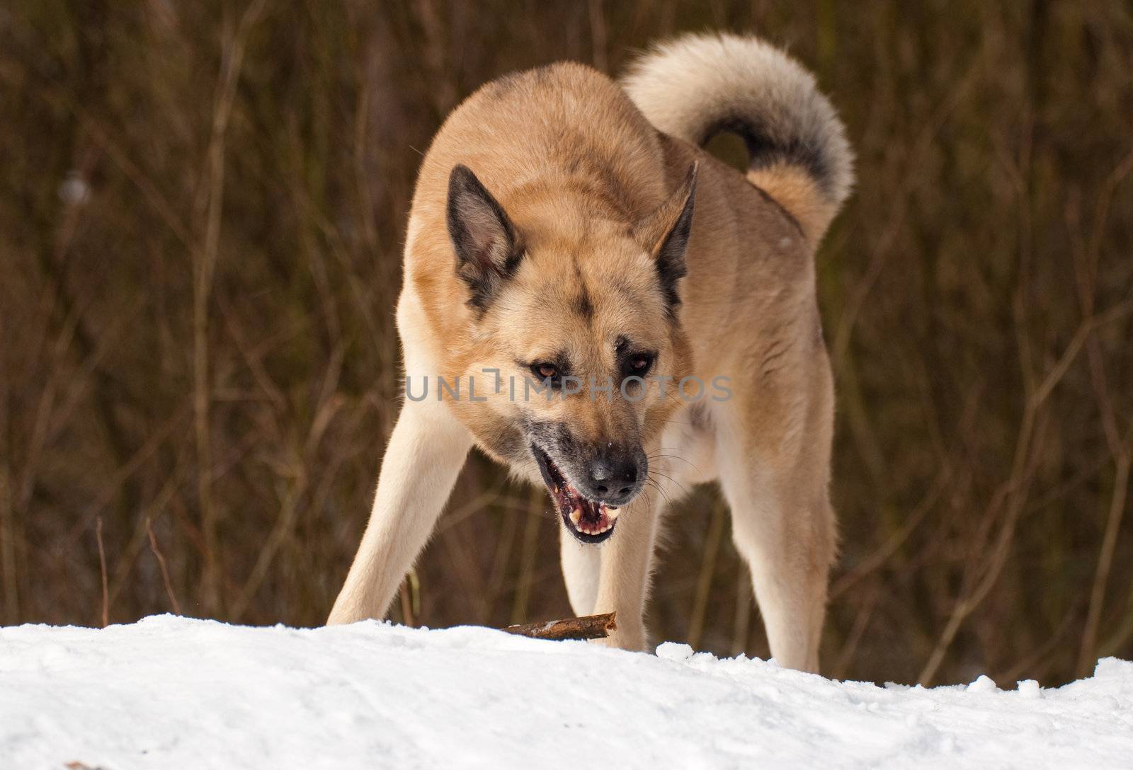 West Siberian Laika with a stick in winter forest