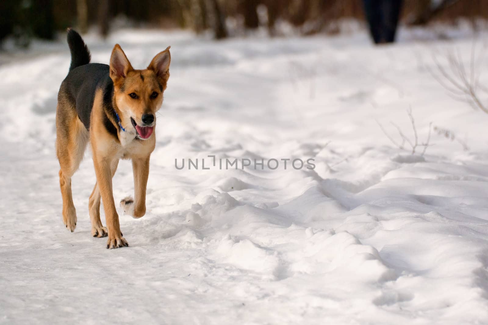 Dog running on snow in winter forest