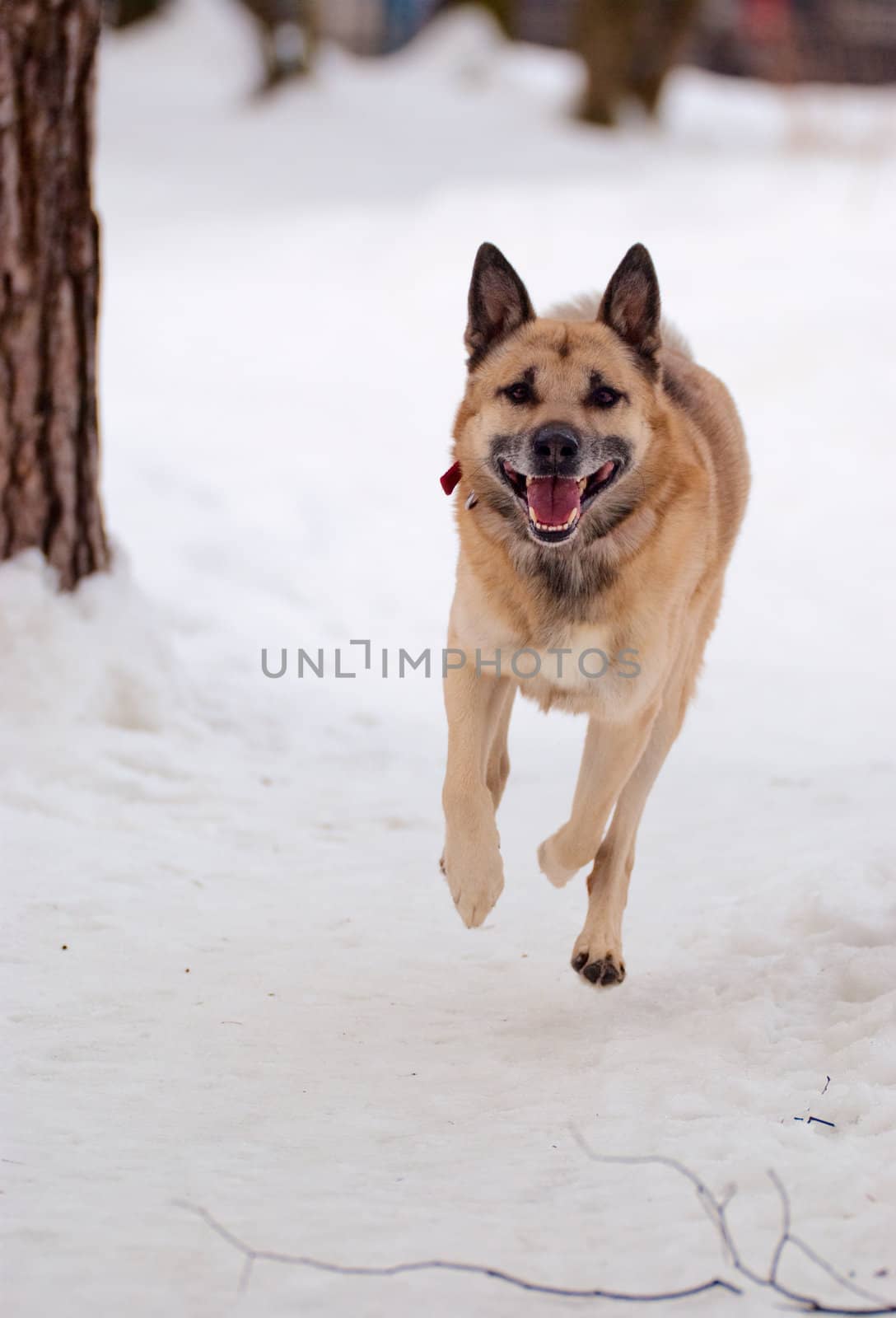 West Siberian Laika running in winter forest