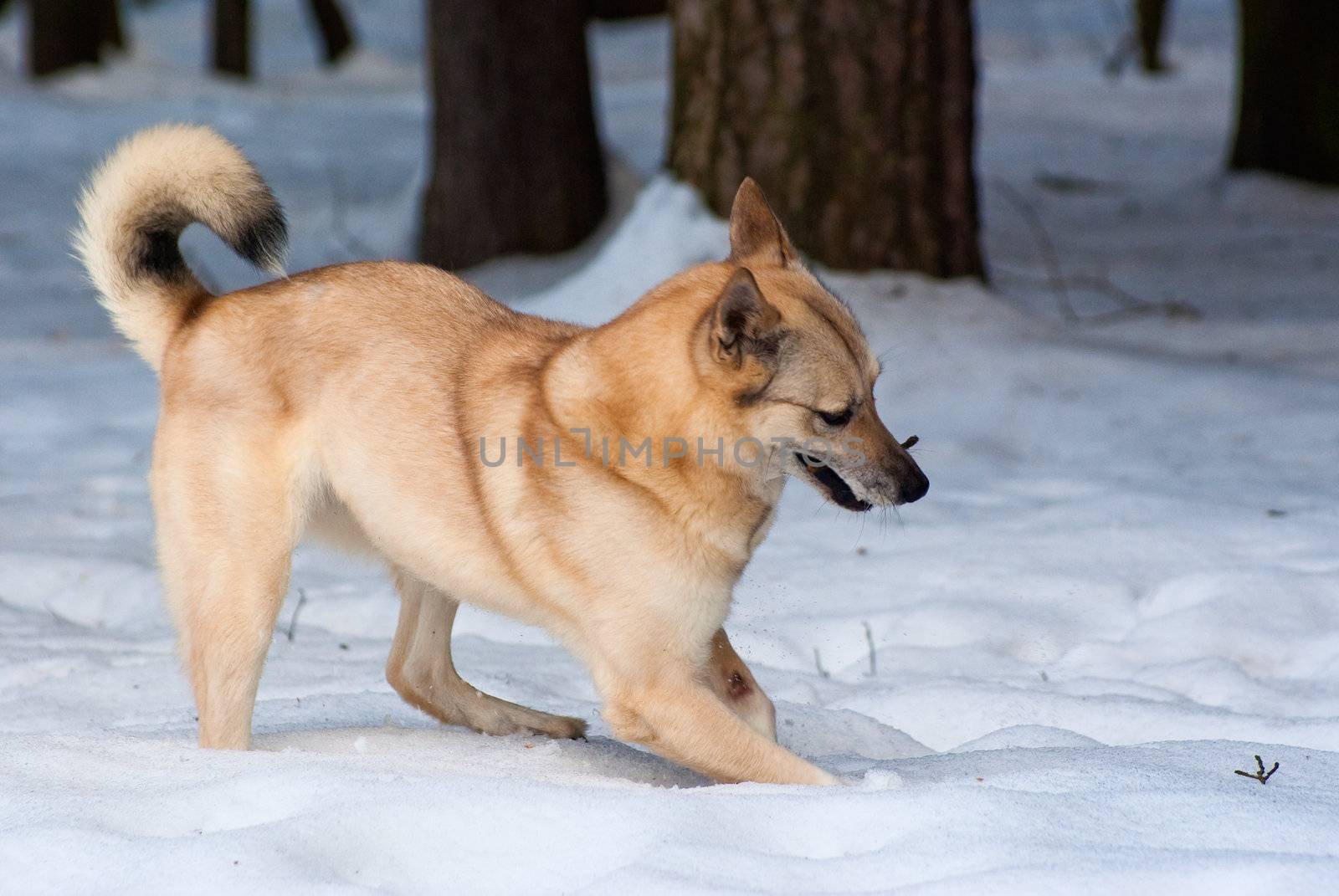 Finnish Spitz-dog digging snow in winter forest