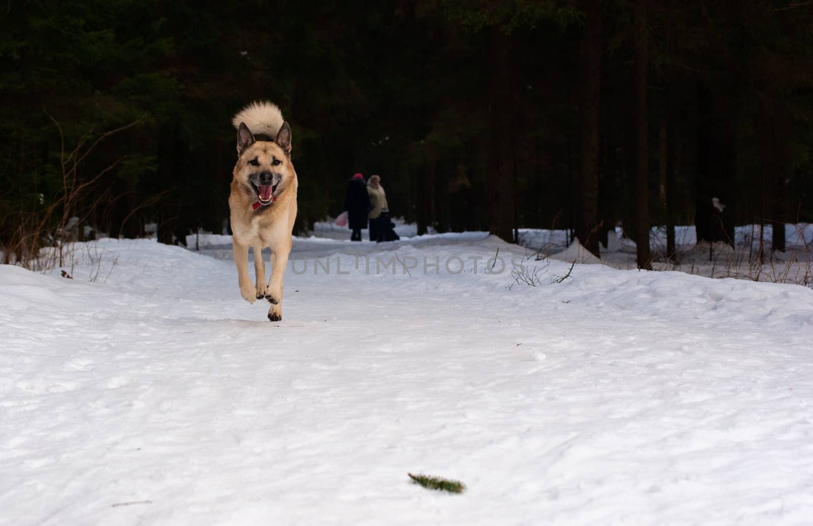 West Siberian Laika running in winter forest