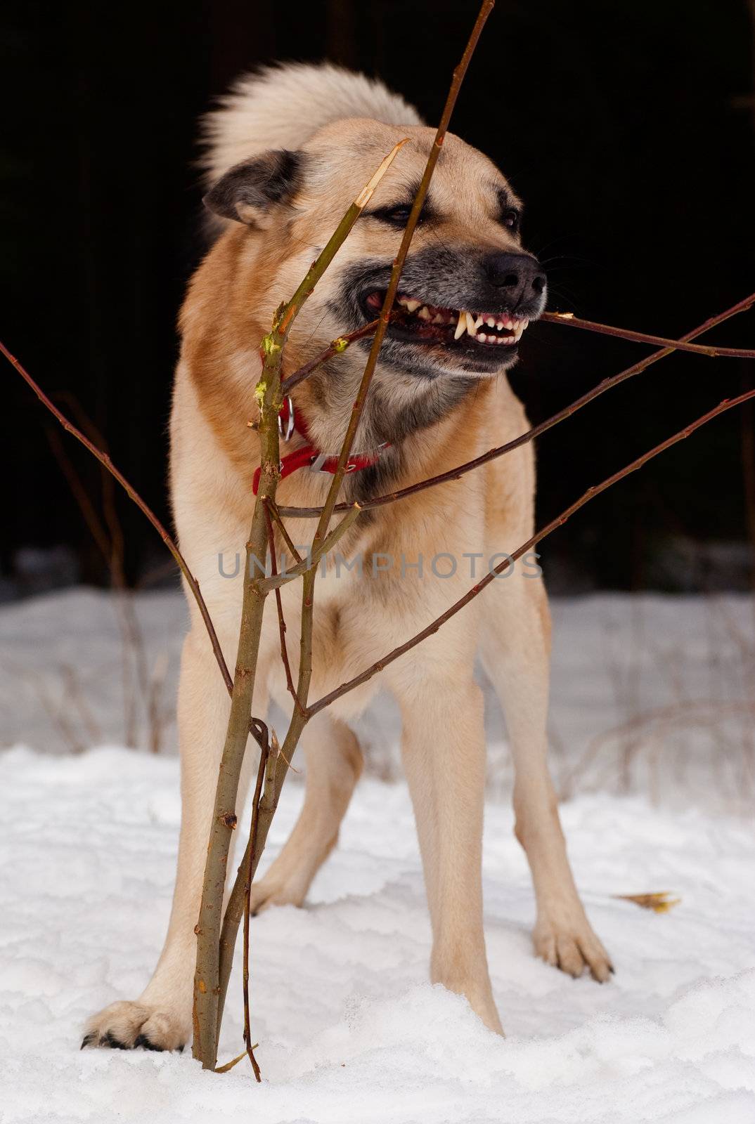 West Siberian Laika gnawing a young tree