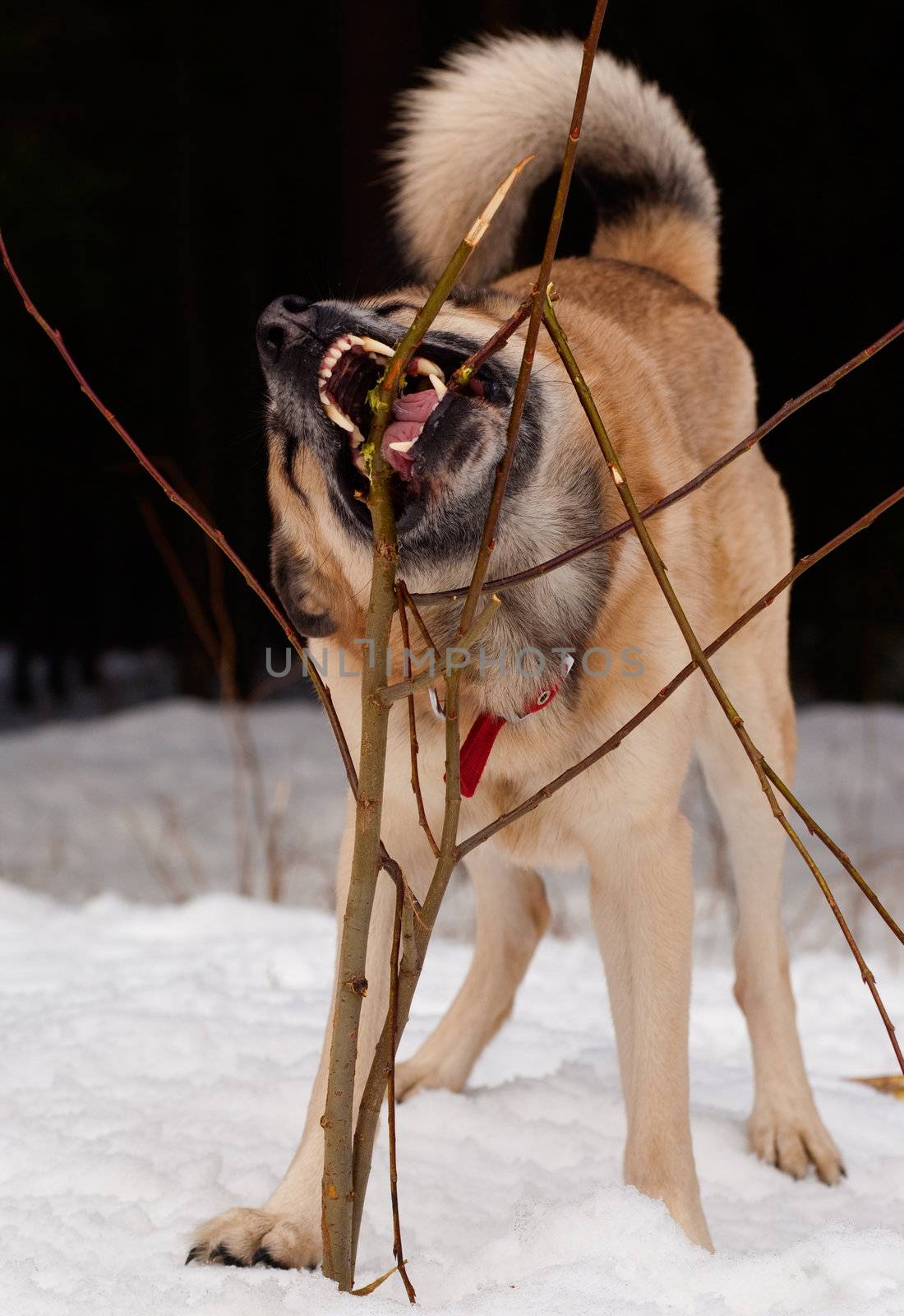 West Siberian Laika gnawing a young tree