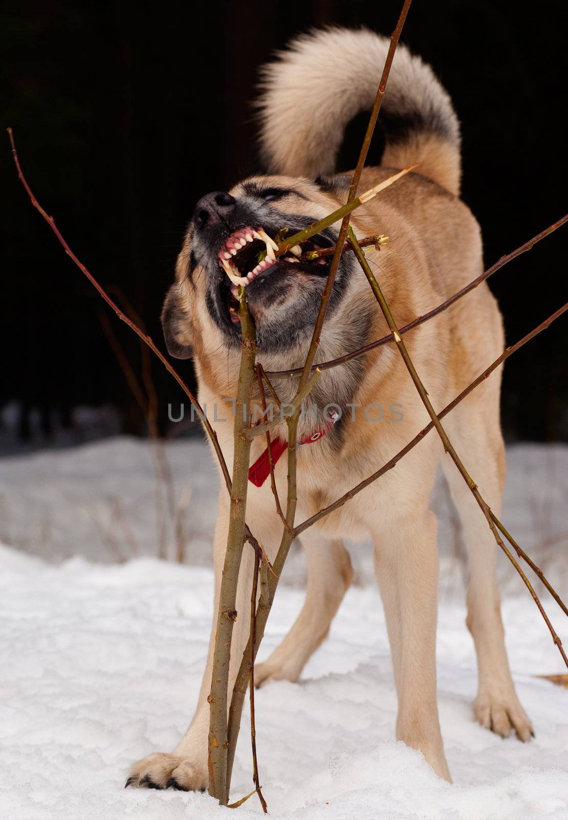 West Siberian Laika gnawing a young tree