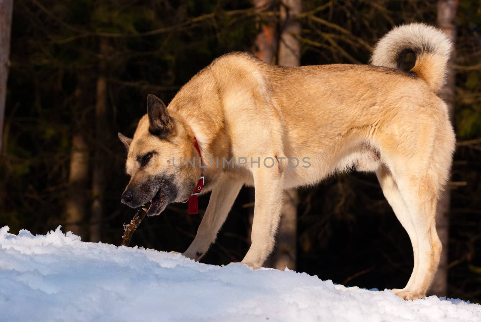 West Siberian Laika with a stick in winter wood