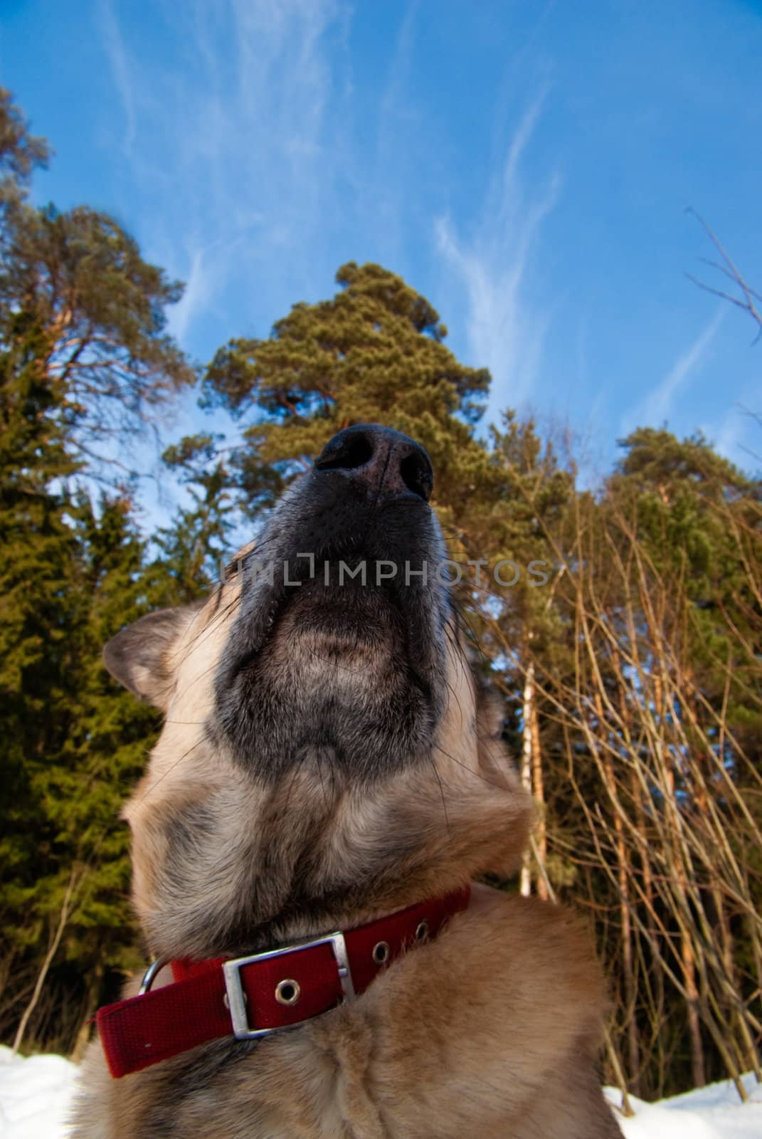 Dog looking at the sky with clouds
