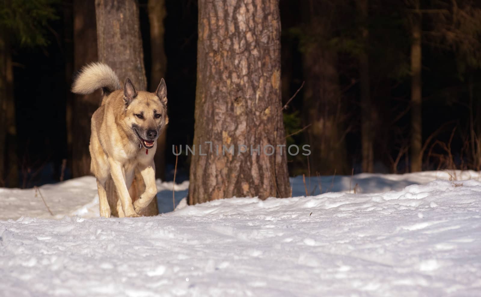 Wearily running West Siberian Laika in winter forest