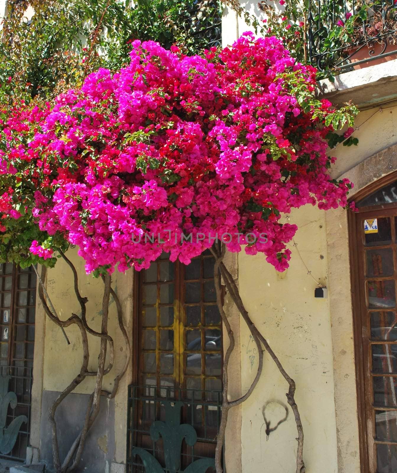 residential building with gorgeous clinging flowers