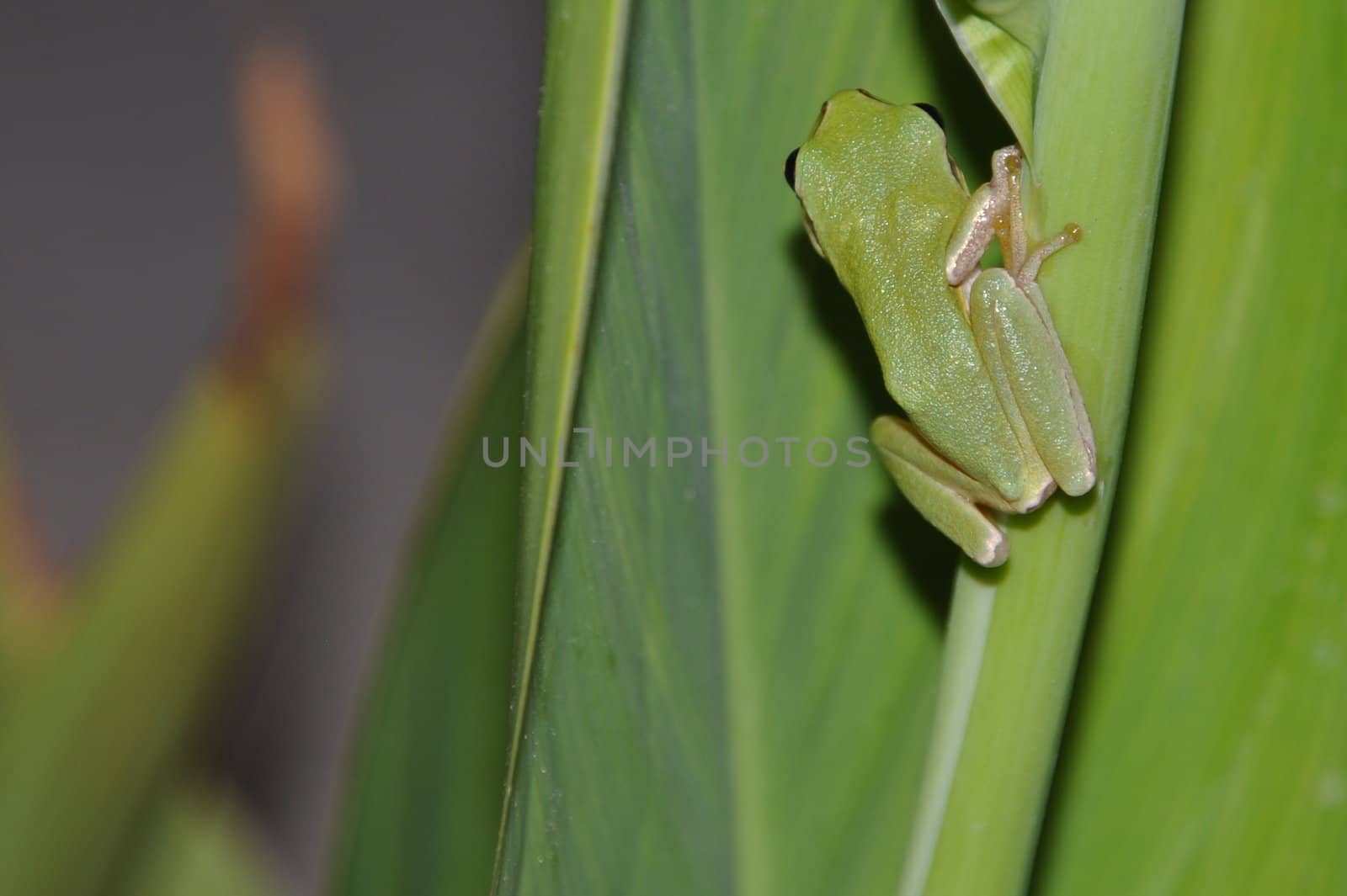 gorgeous tree frog on leaves in Kos, Greece