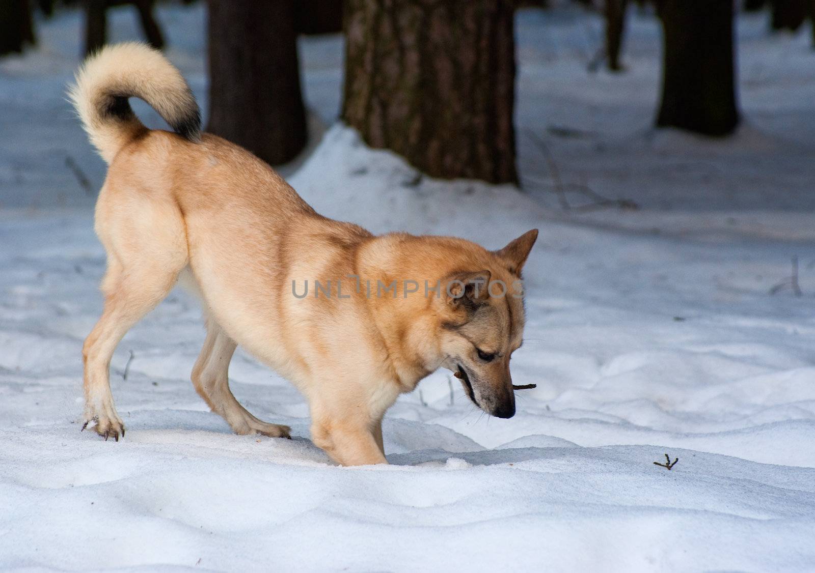 Finnish Spitz-dog digging snow in winter forest