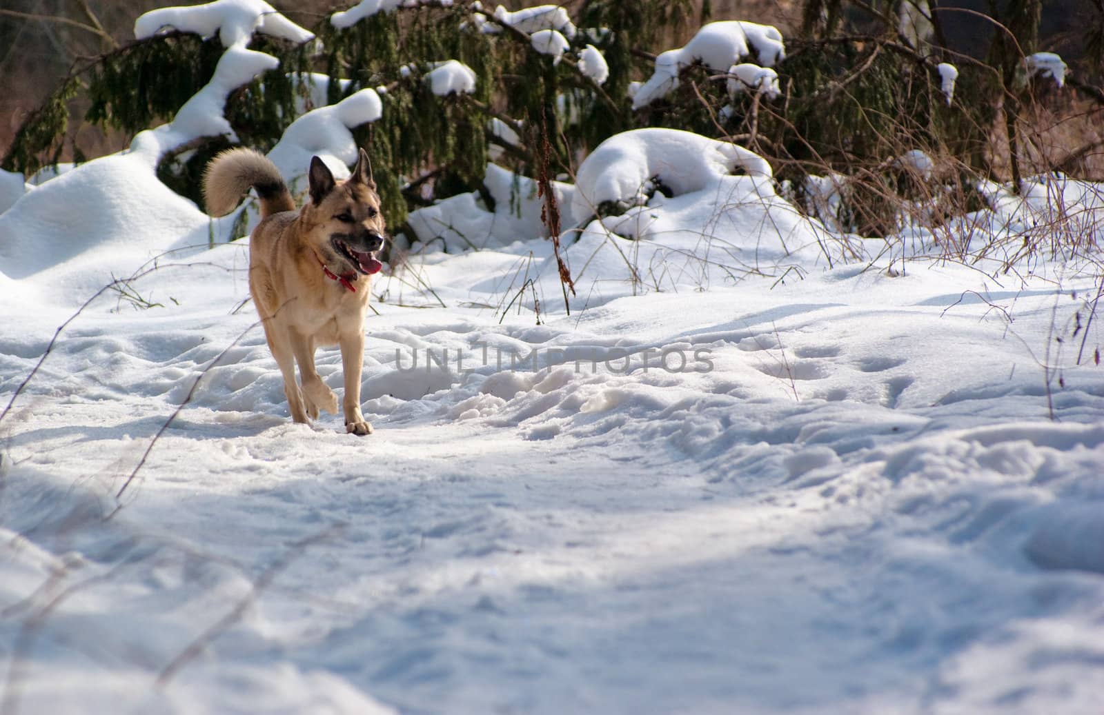 West Siberian Laika running in winter forest