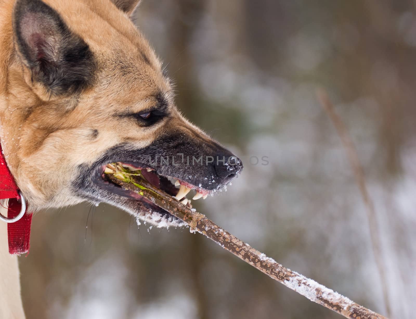 Aggressively looking dog gnawing a stick by saasemen
