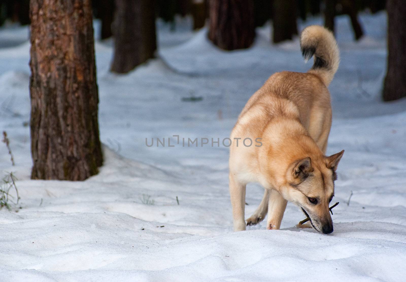Finnish Spitz-dog by saasemen