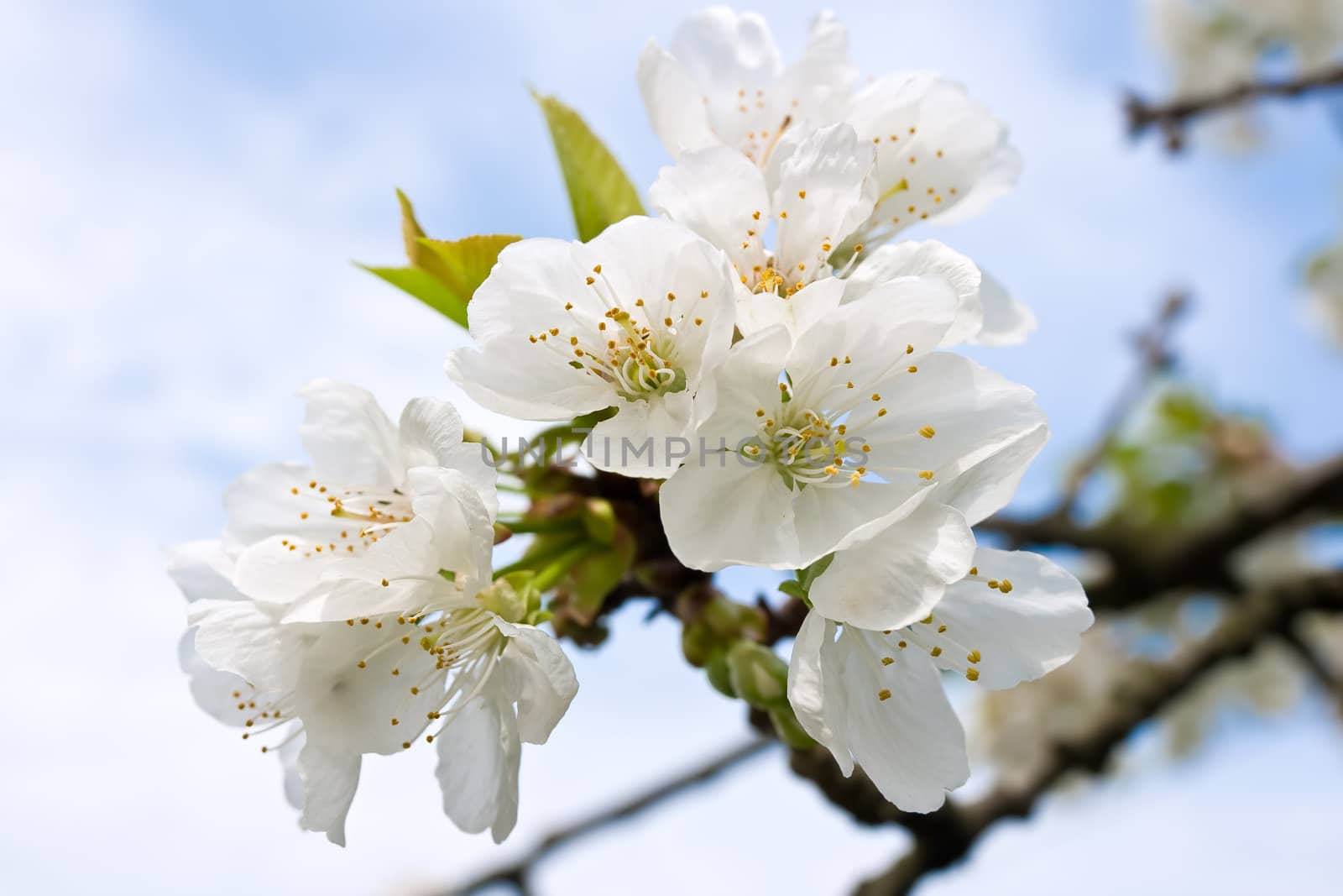 Spring blossom cherry tree flowers and sky
