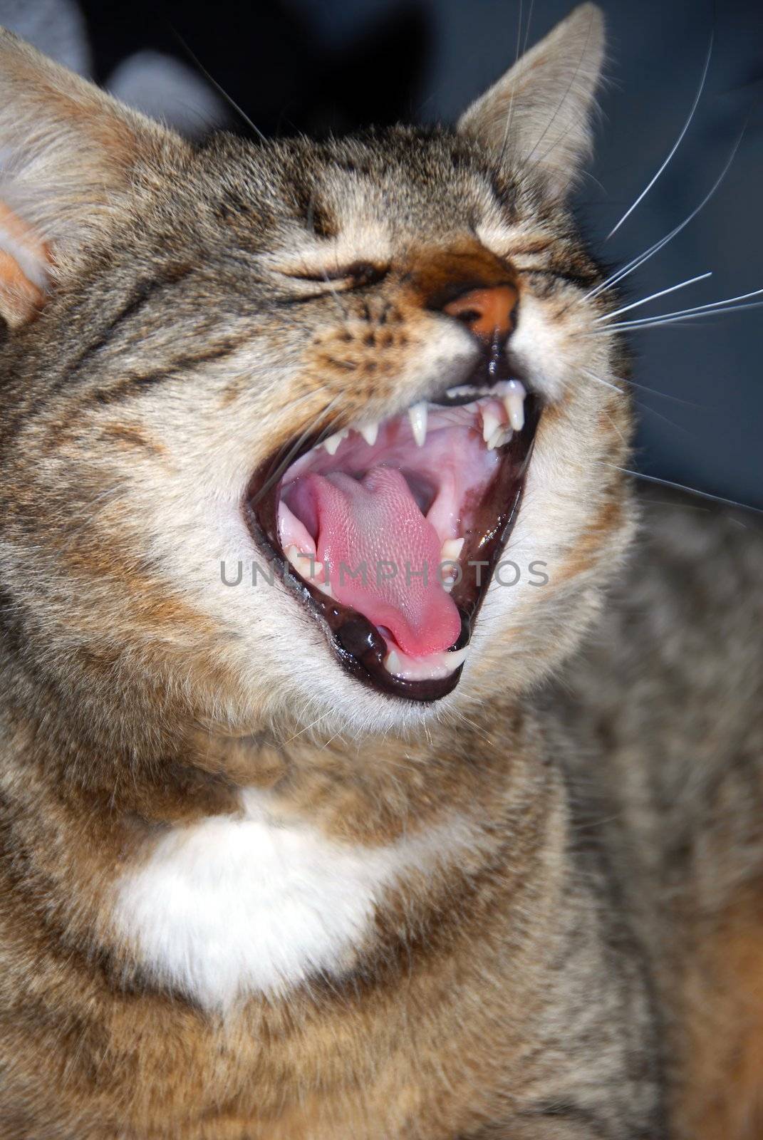 portrait of domestic cat yawning indoor closeup