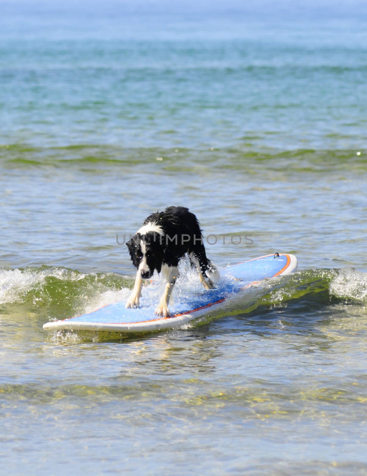 Surfing dog by Magnum