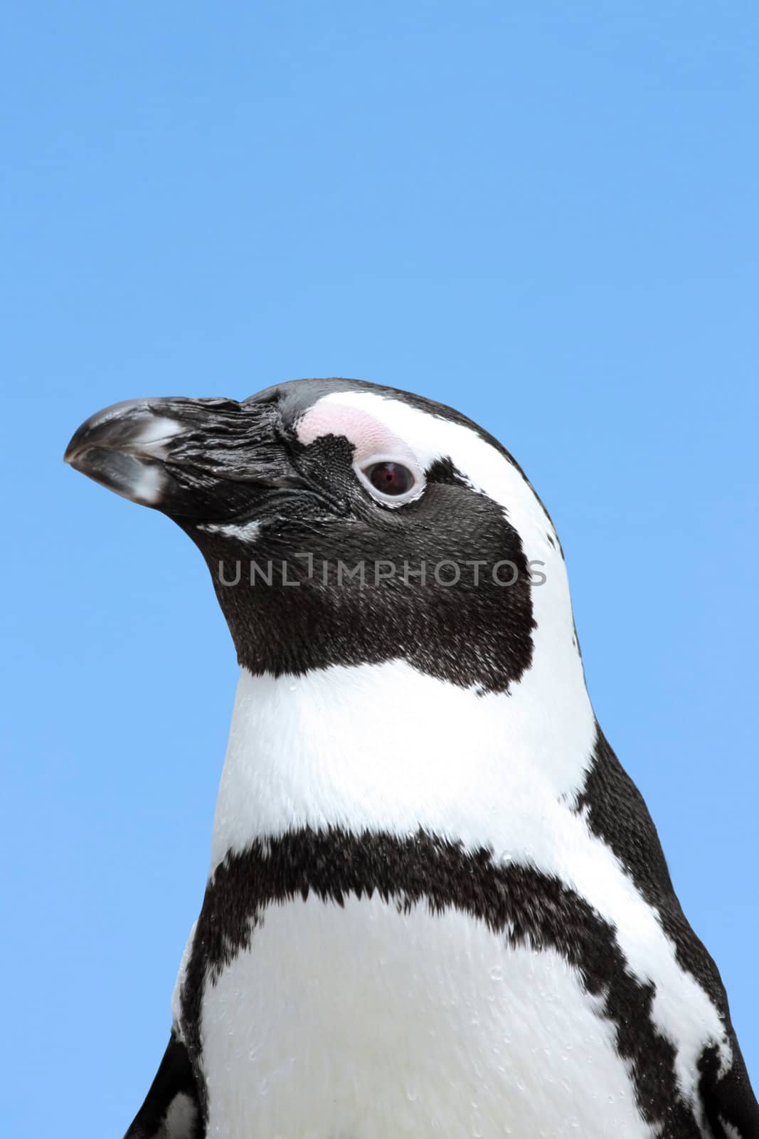 This image shows a portrait from a penguin