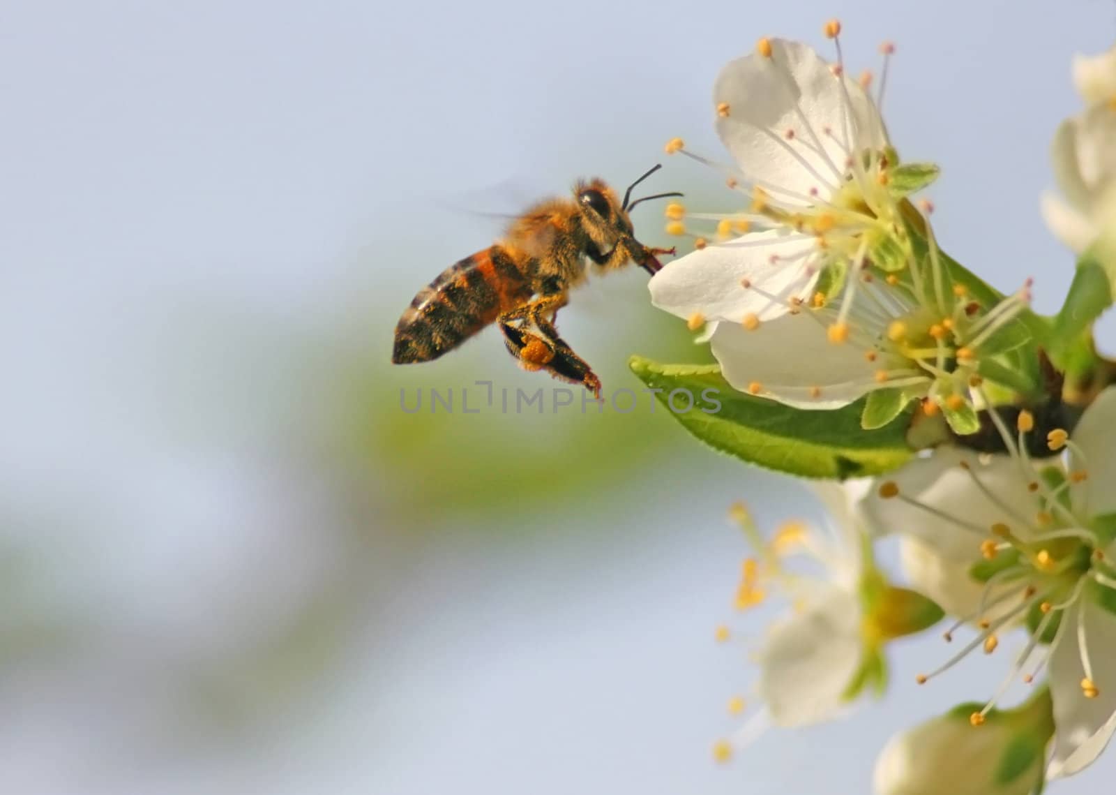 This image shows a bee in flight