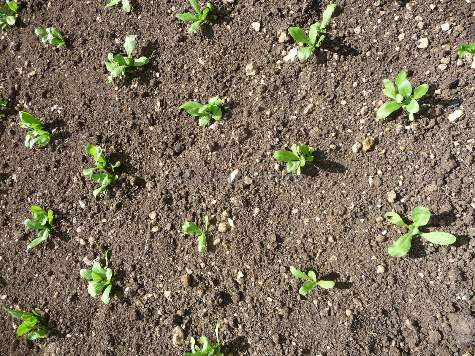 Some plant seedlings growing from the ground.