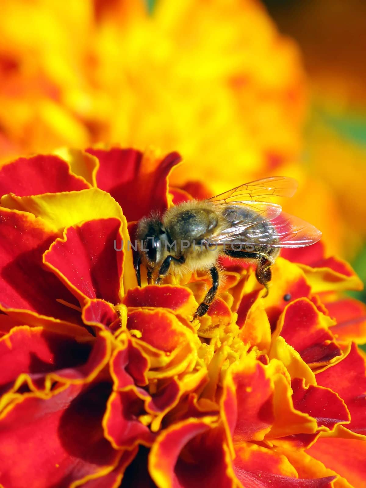 This image shows a macro from a working bee