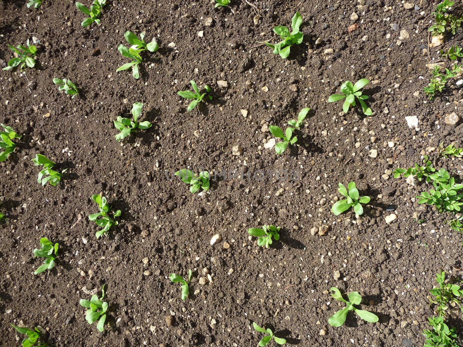 Some plant seedlings growing from the ground.