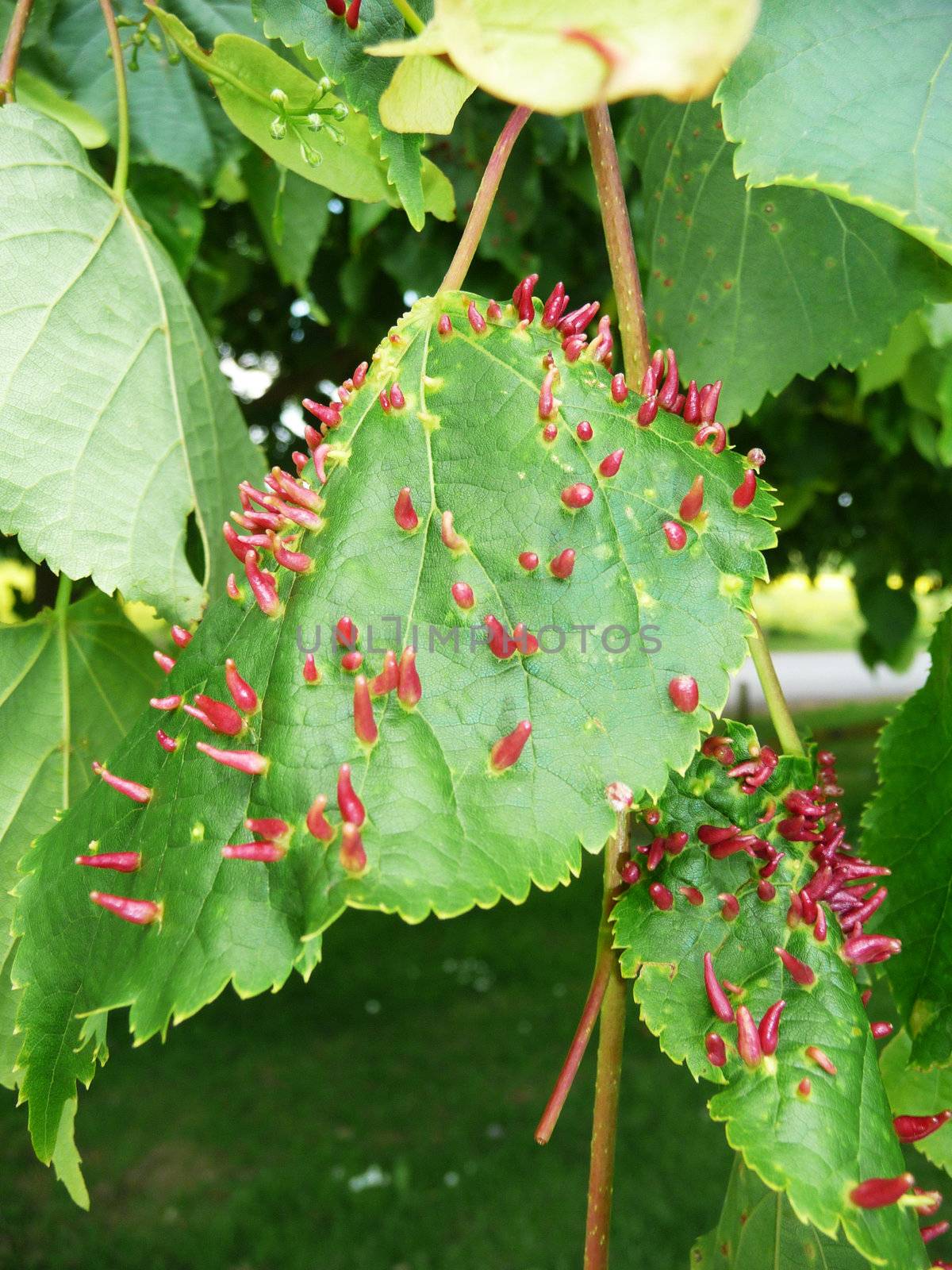 Tree leaves with an odd unidentified infection.