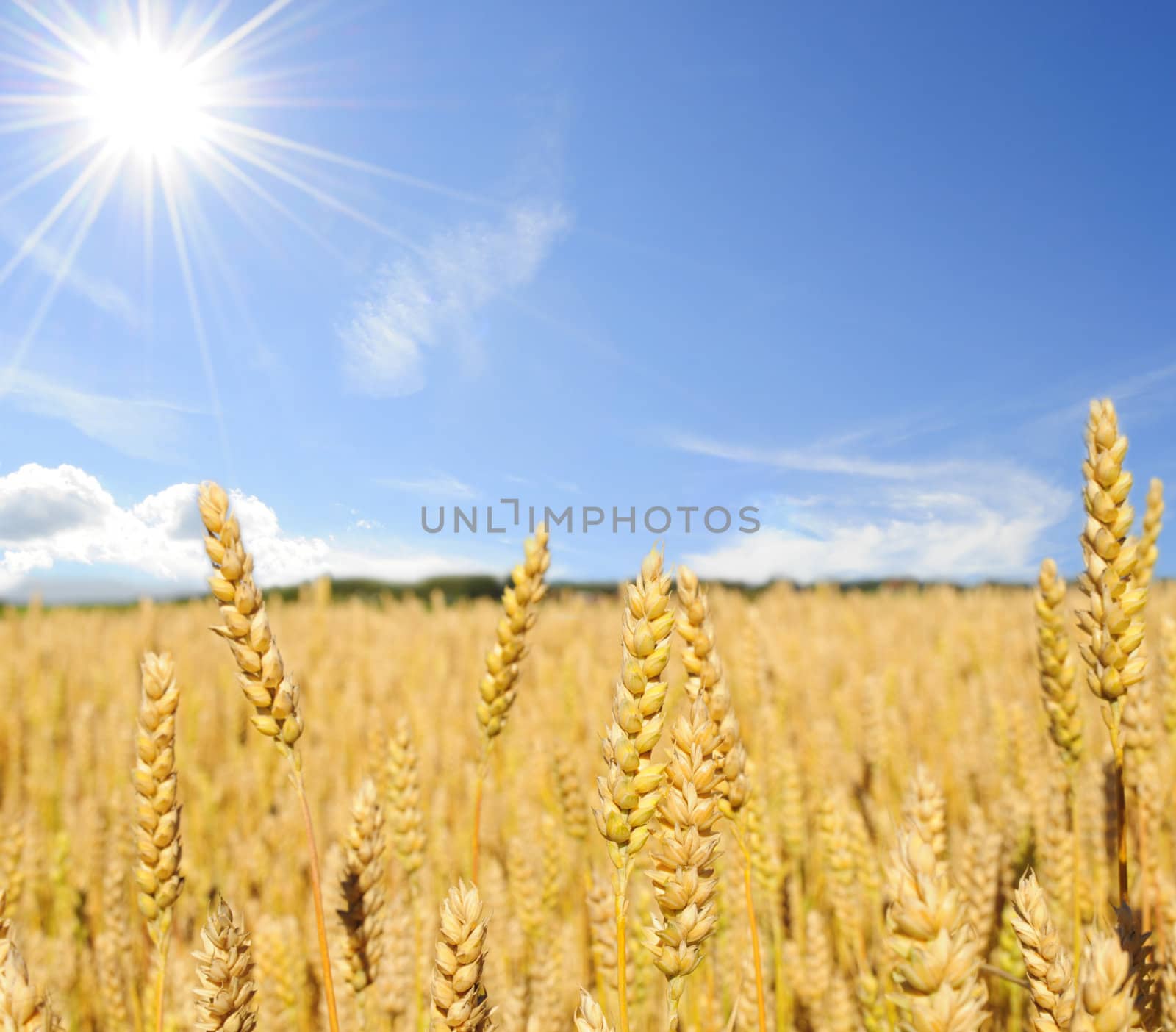 Perfect sunny day out on the wheat field
