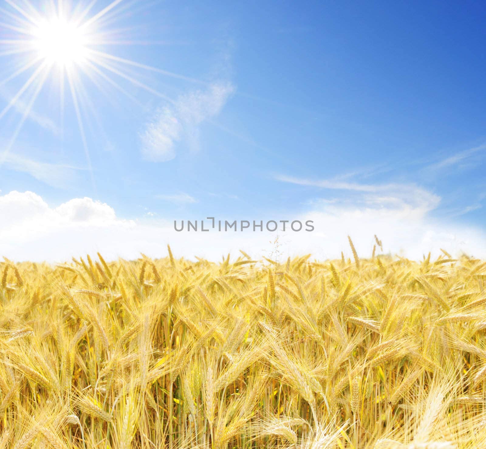 Sunny field by Magnum