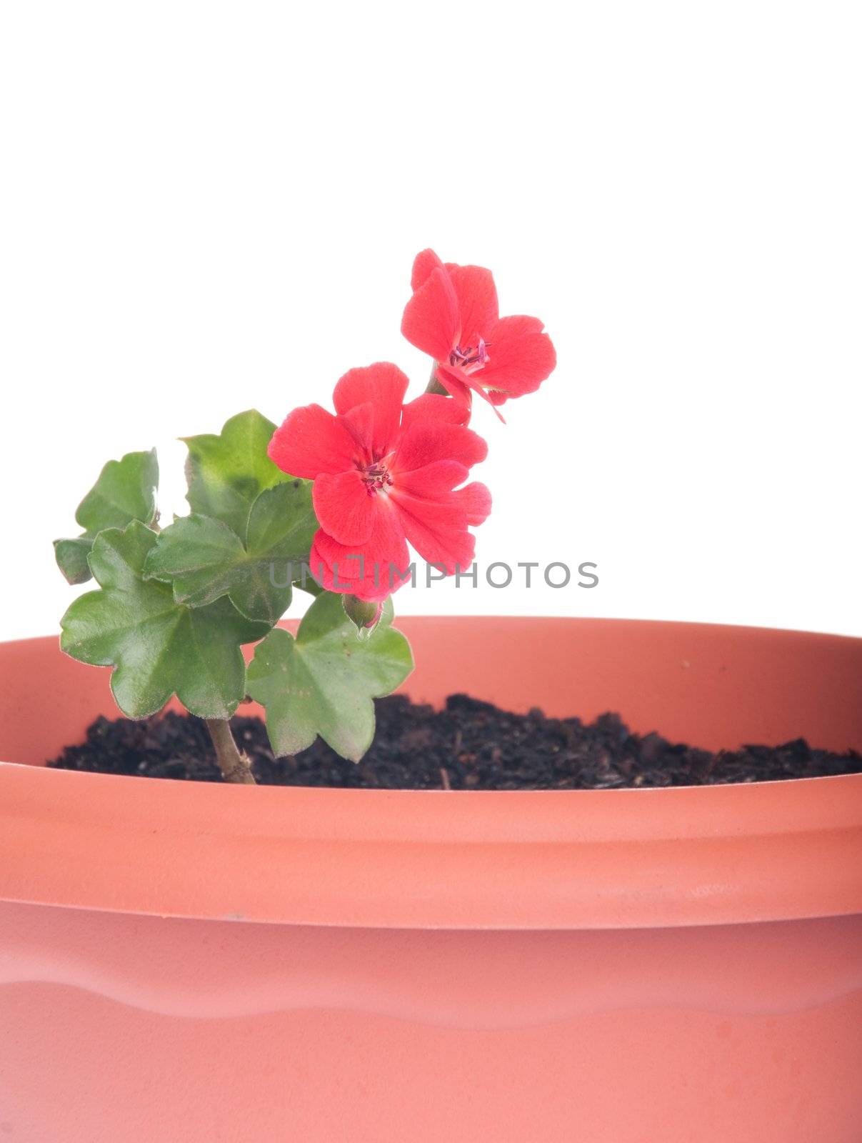 red geranium flowers in a pot isolated on white background (close-up)