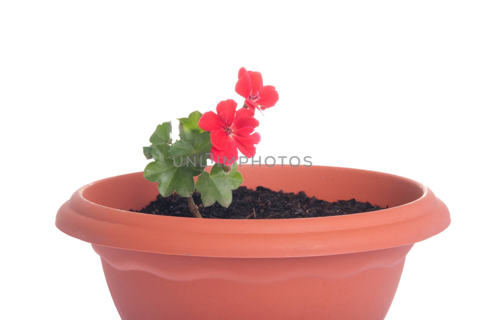 red geranium flowers in a pot isolated on white background