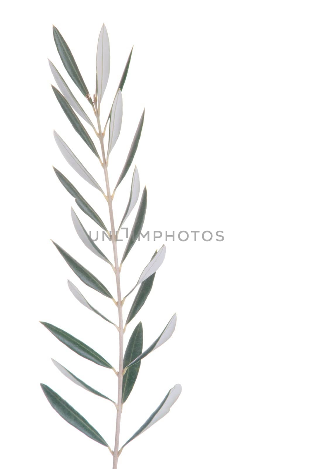 Olive tree branch by luissantos84