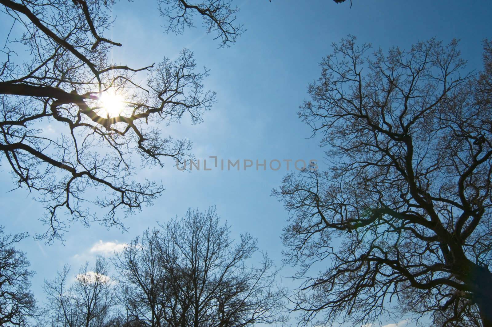 Forrest silhouette by Magnum