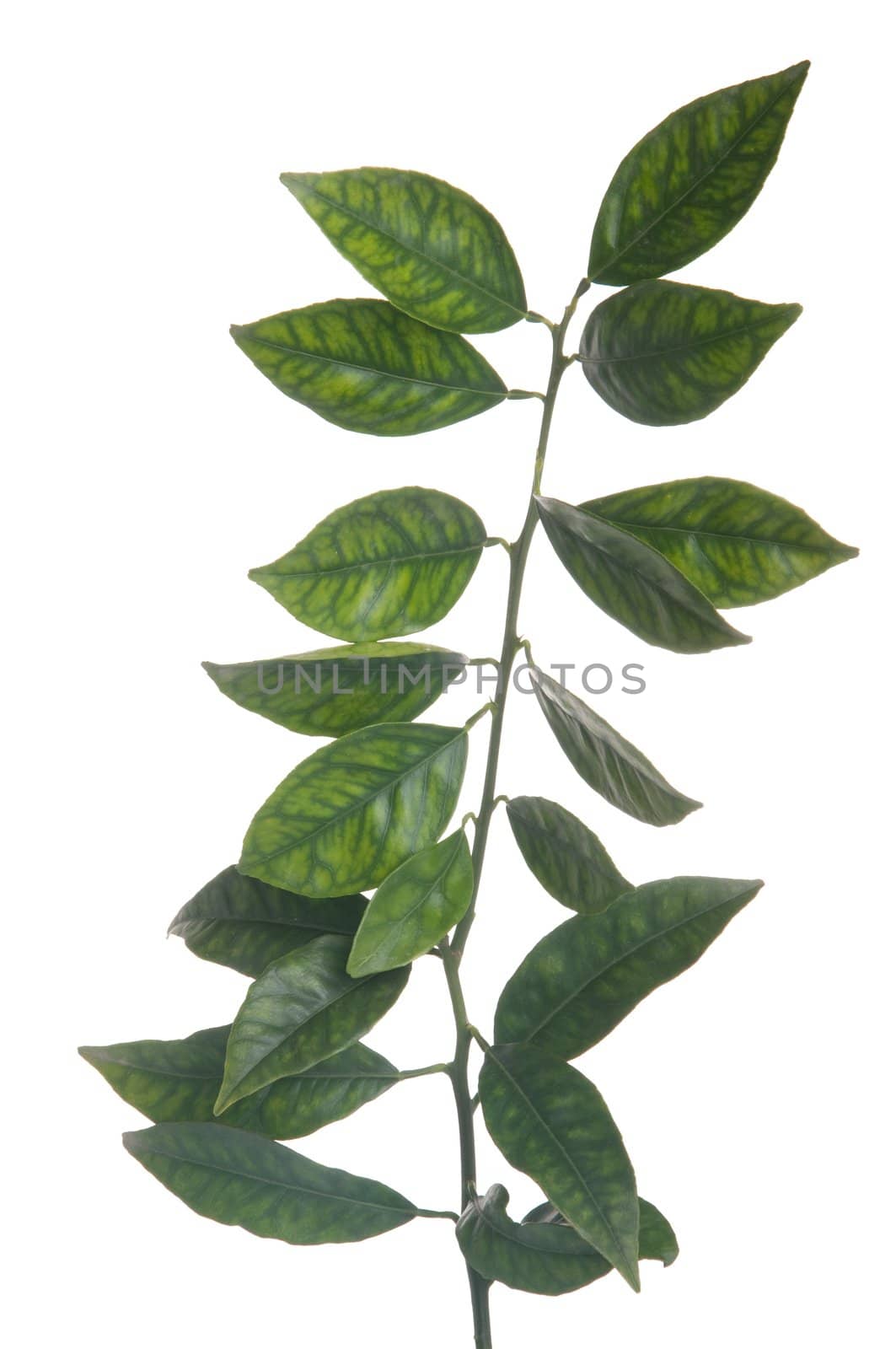 green orange tree branch isolated on white background