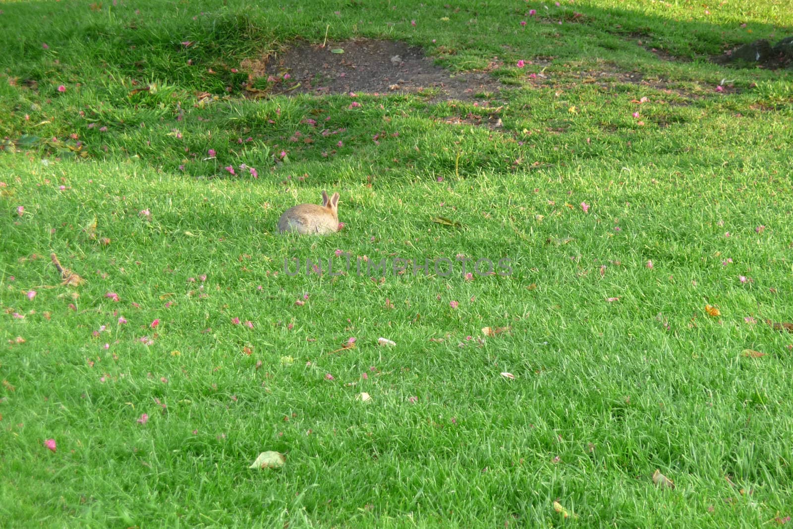 A baby rabbit on some parkland.