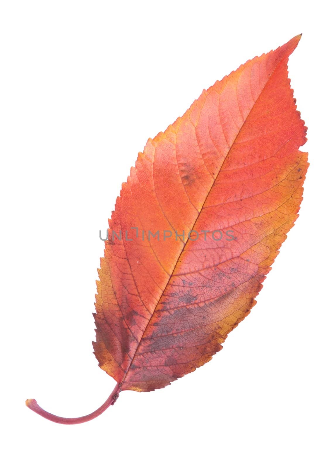 gorgeous cherry tree leaf isolated on white background