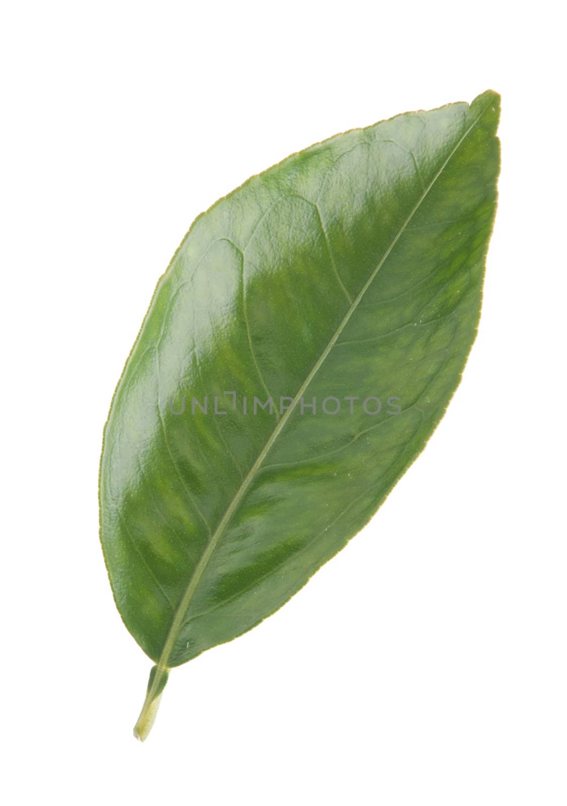 gorgeous orange tree leaf isolated on white background