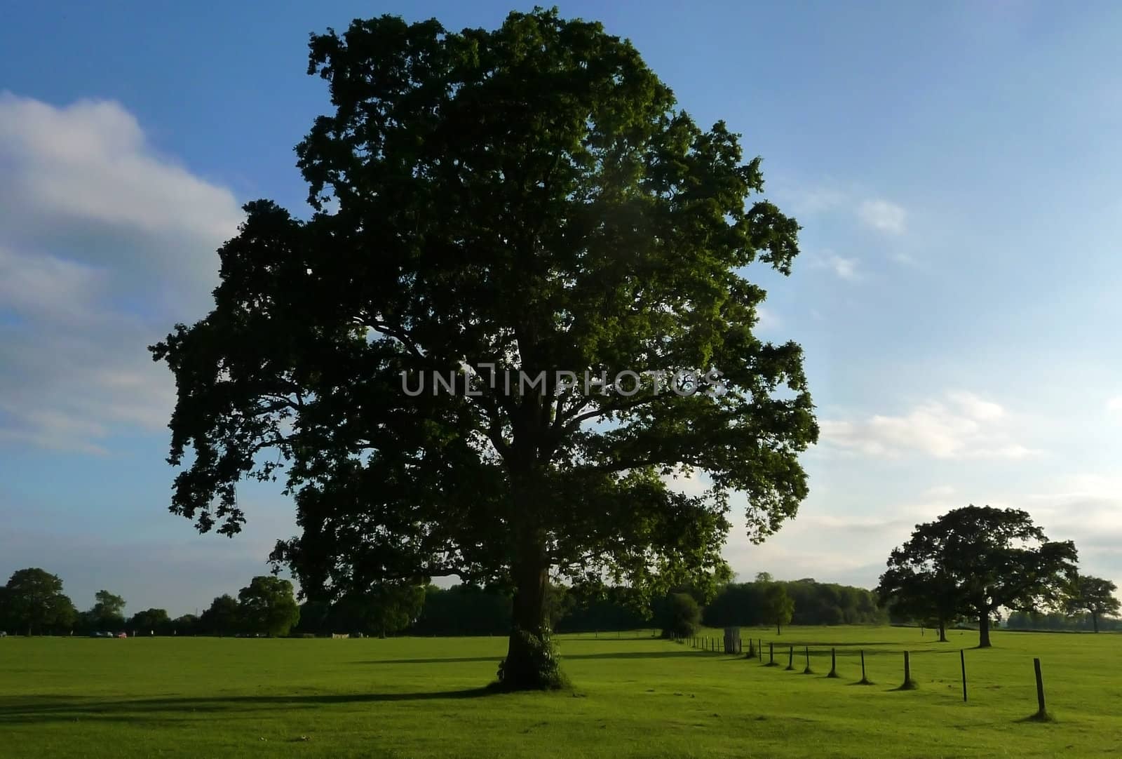 
Tree in a landscape in Lydiard park.