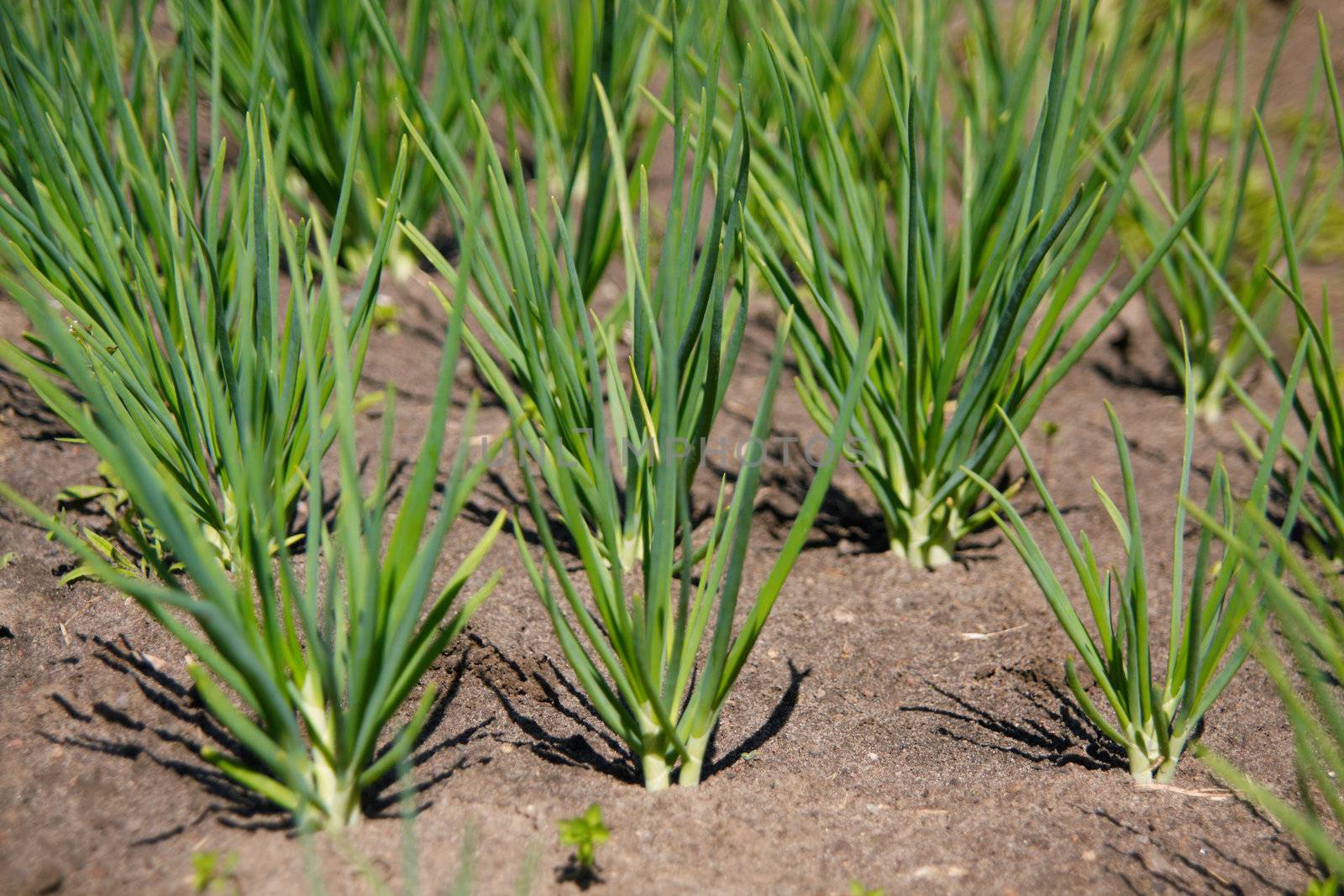 Fresh onions growing in the farmland