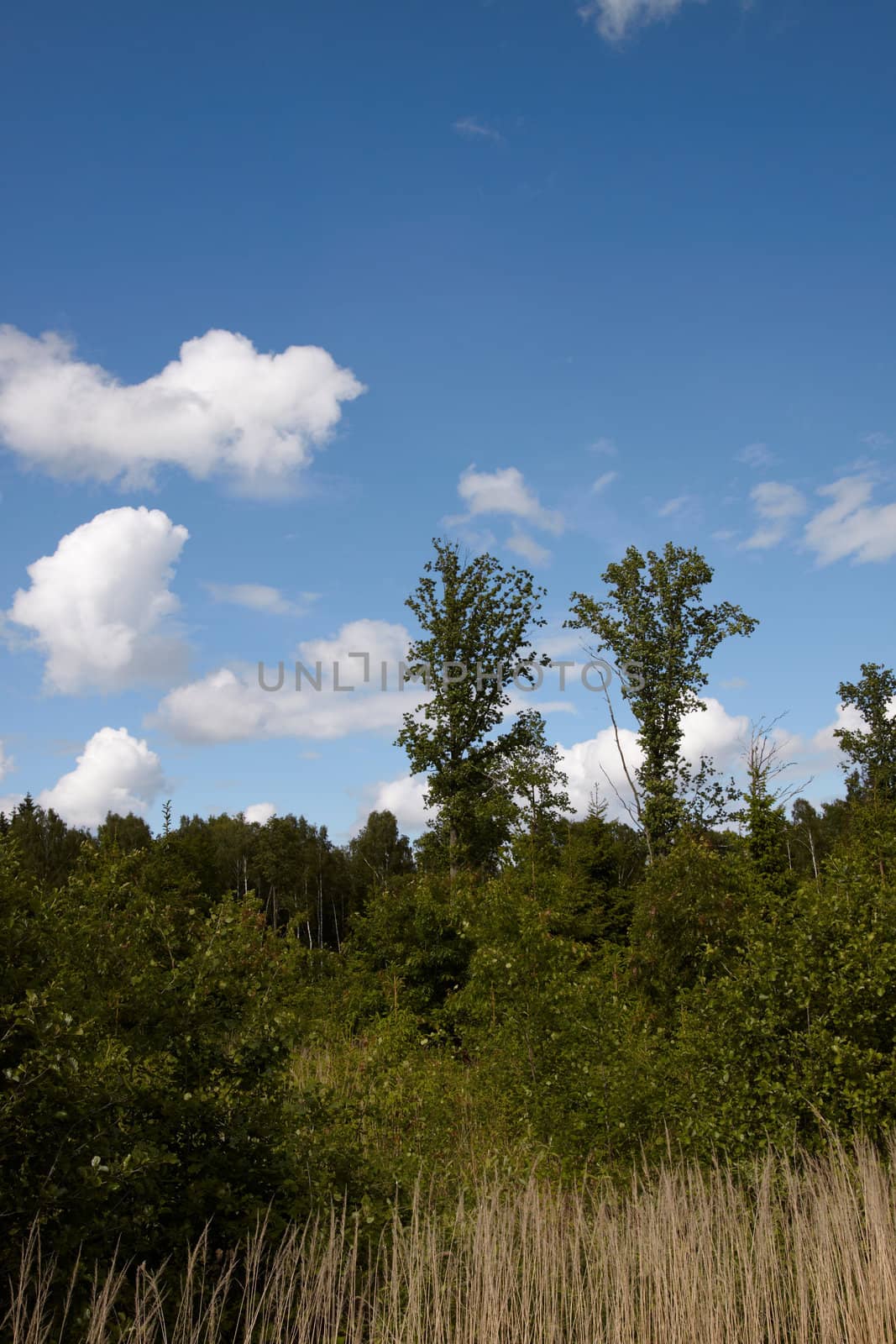 High resolution summer landscape with forest and blue sky with clouds