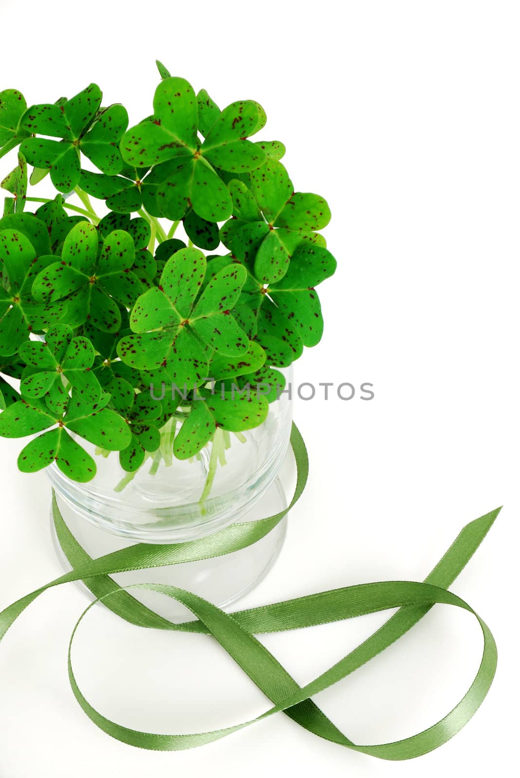 Closeup of bouquet of false shamrock (oxalis) with green ribbon