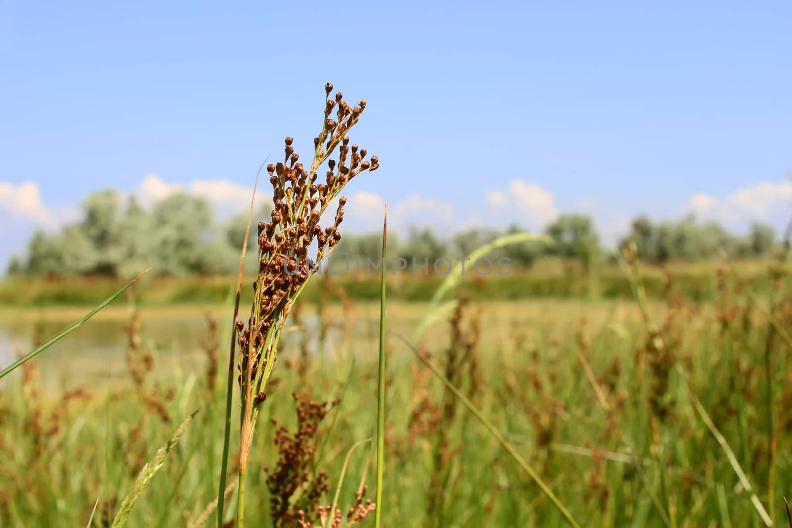 Millet wild plant by qiiip