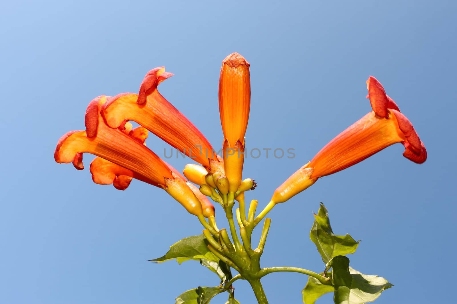 Eccremocarpus branch flowering. Common name: Chilean glory flower