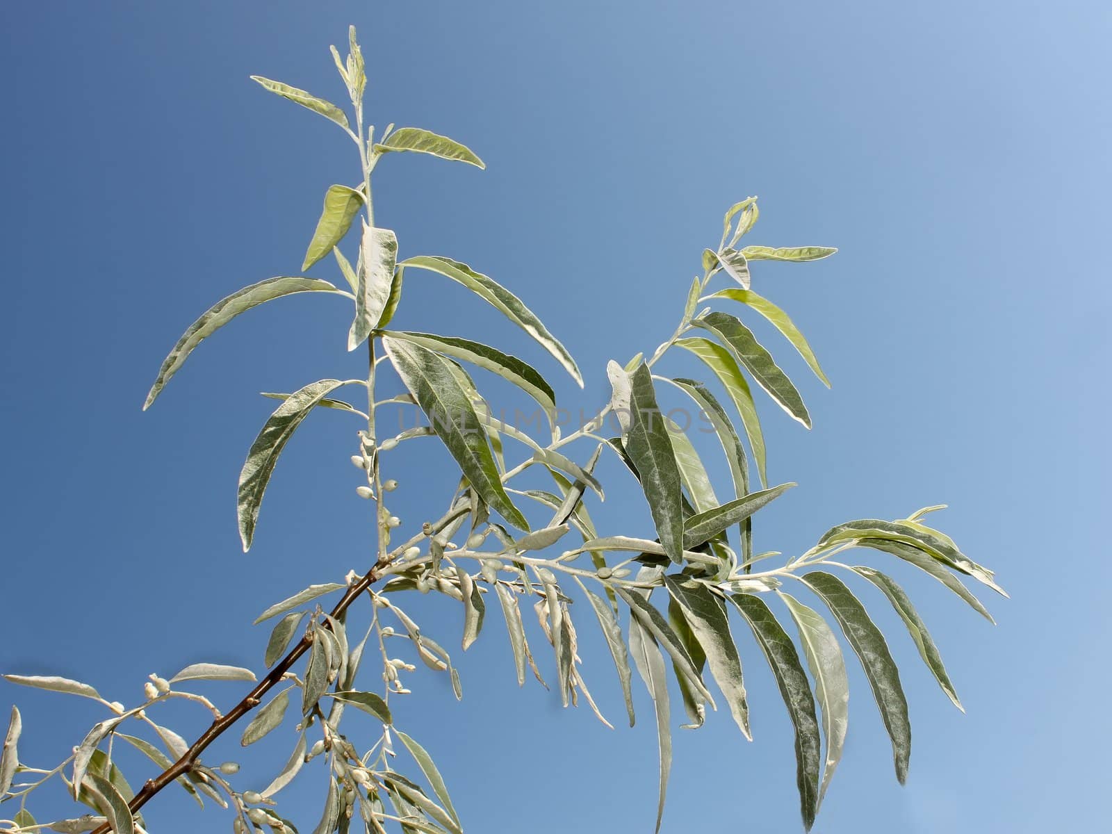 Branch of wild olive trees. Coast of the Black Sea, Ukraine