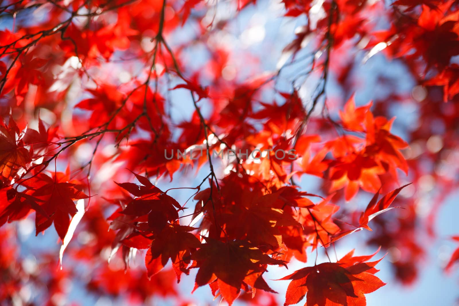 autumnal red leaves against the blue sky