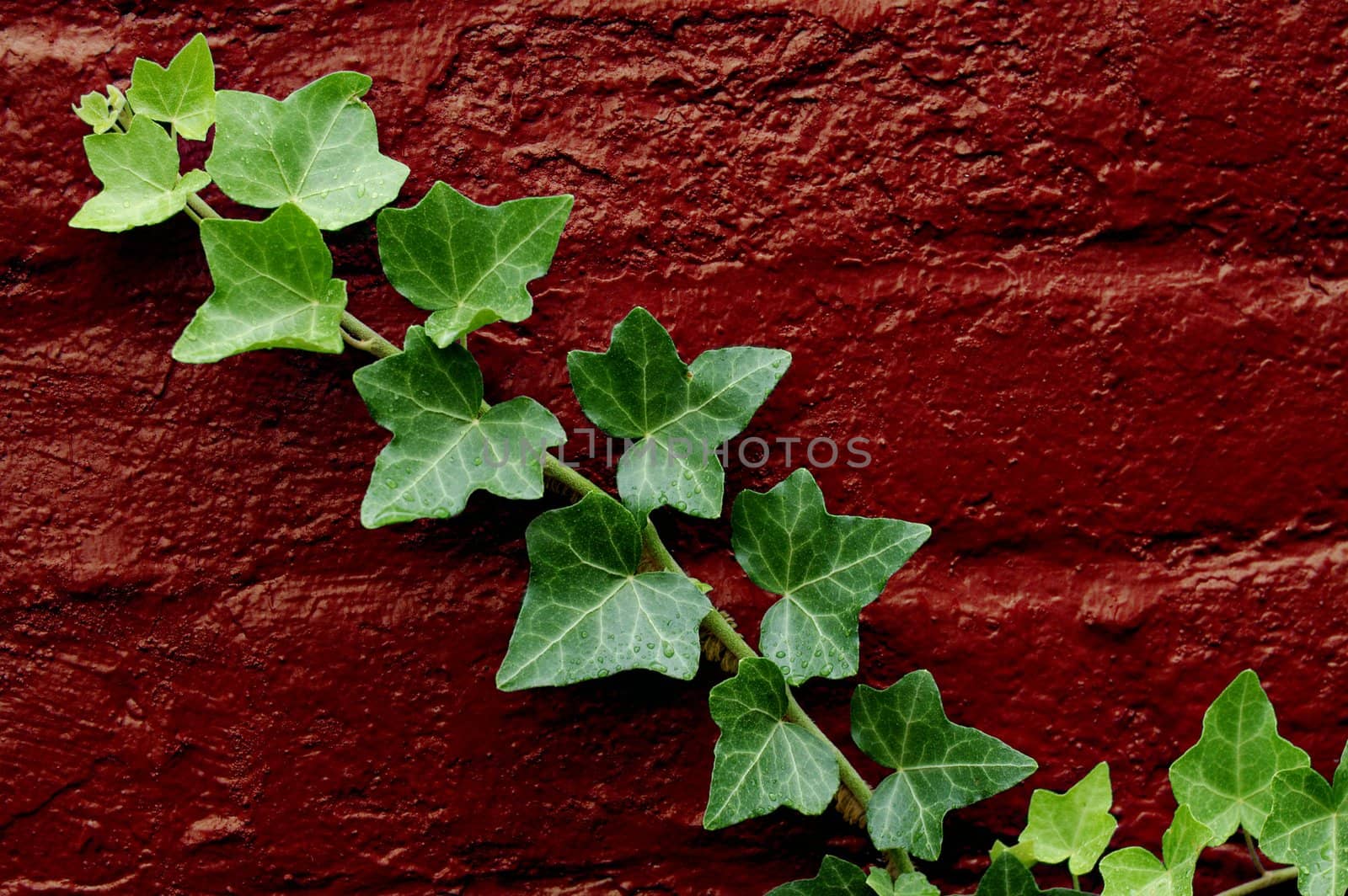 Green ivy growing on a red brick wall.