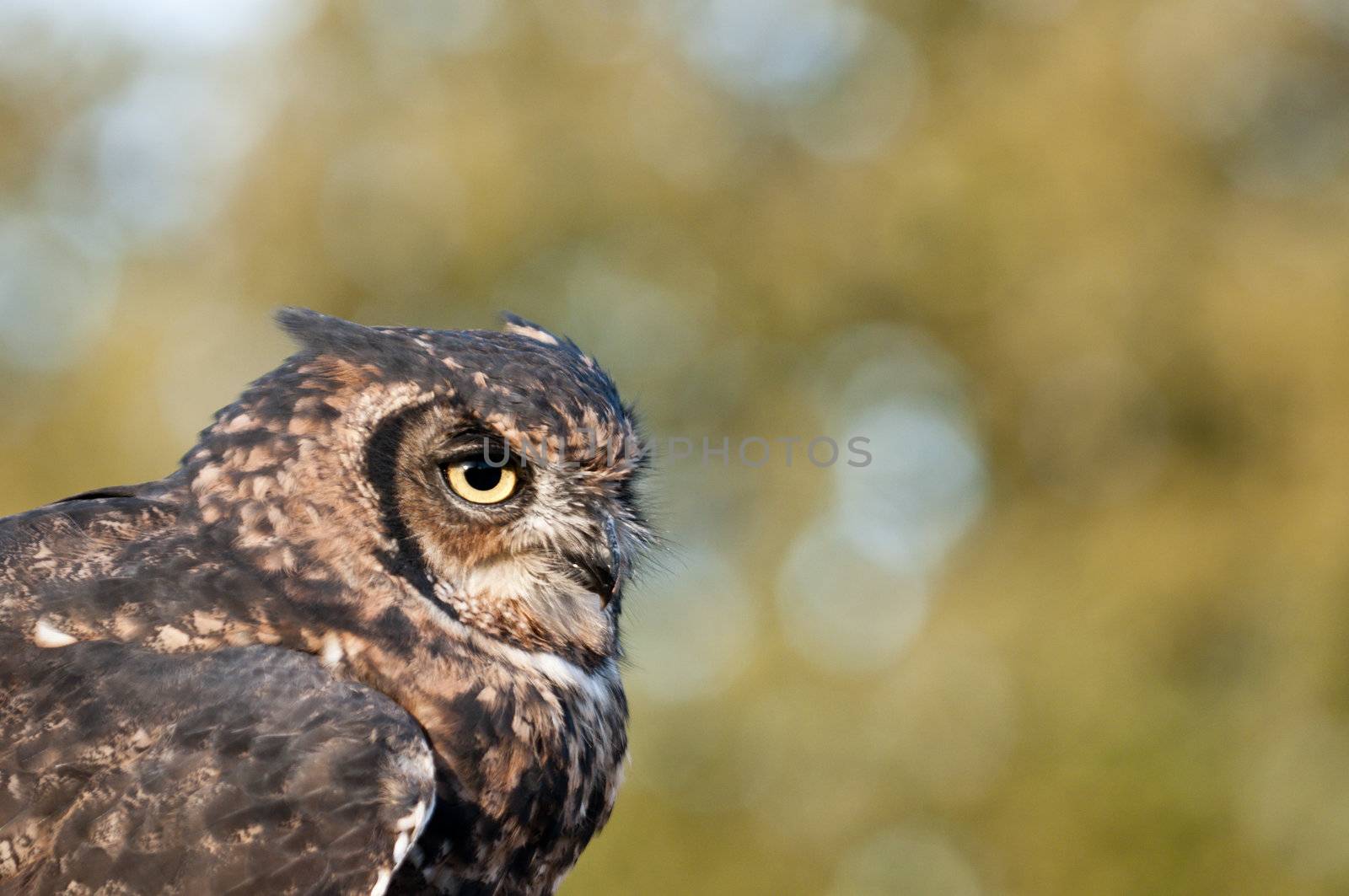 American owl, Bubo virginianus, with yellow eyes
