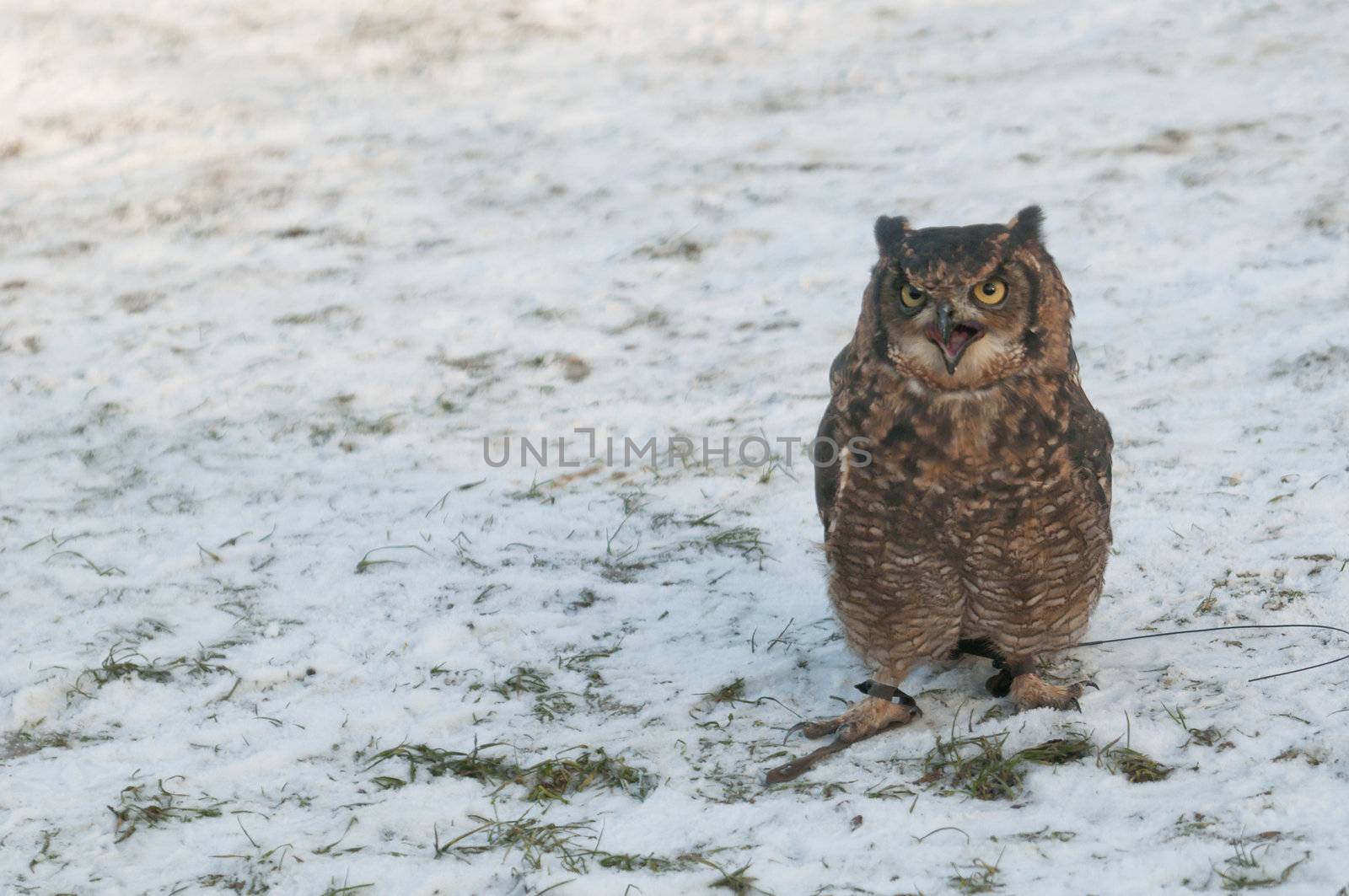 American owl, Bubo virginianus, with yellow eyes