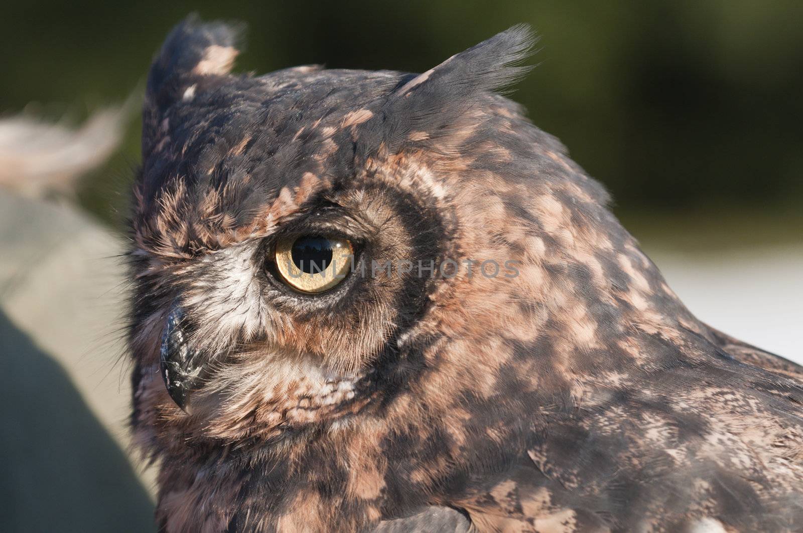 American owl, Bubo virginianus, with yellow eyes