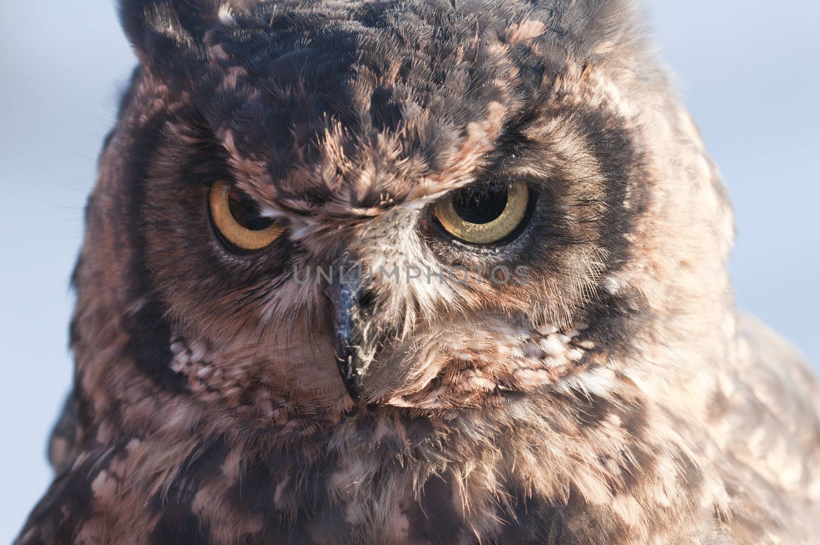 American owl, Bubo virginianus, with yellow eyes