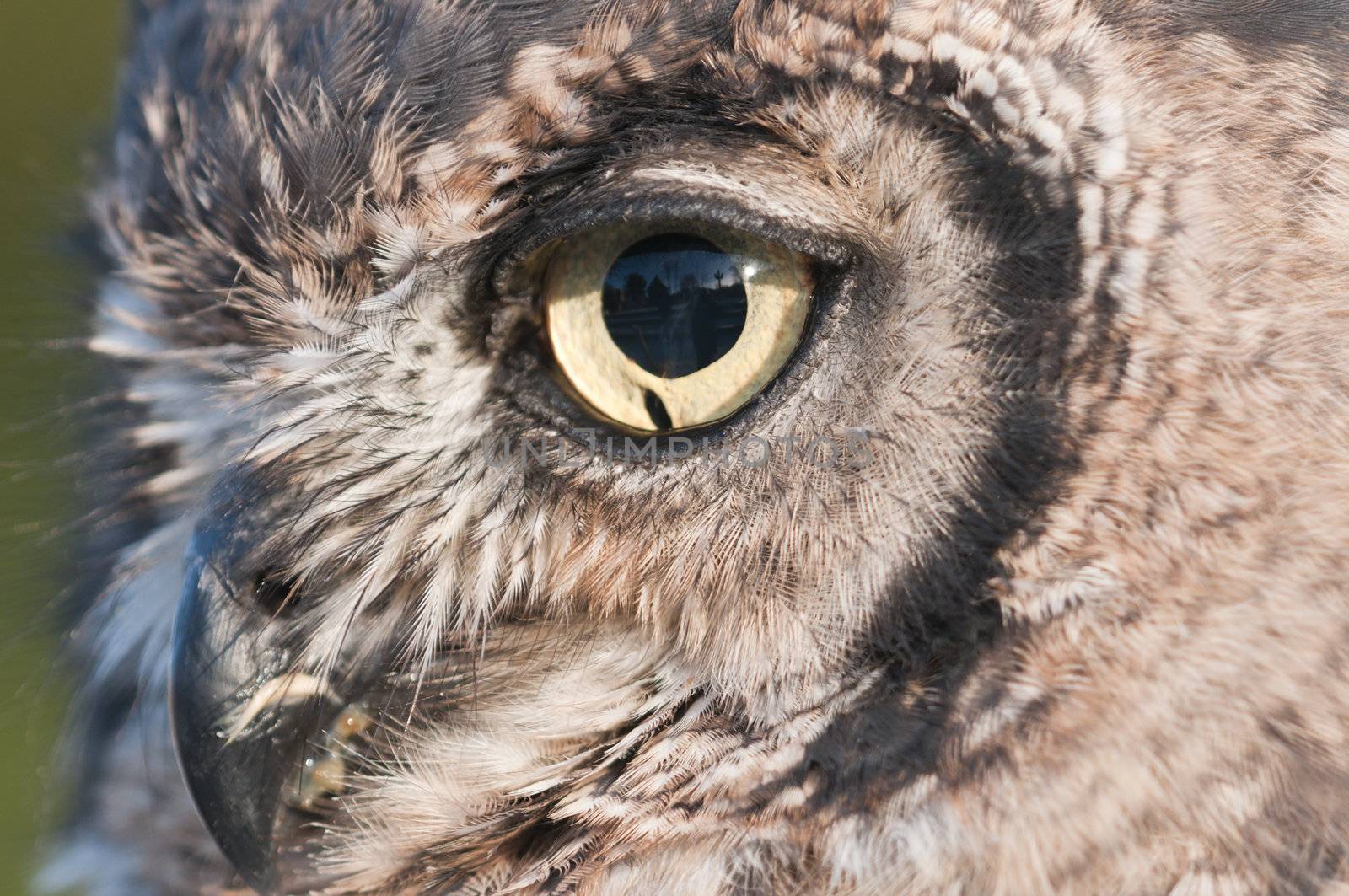 American owl, Bubo virginianus, with yellow eyes